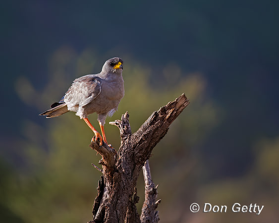 Pale Chanting Goshawk