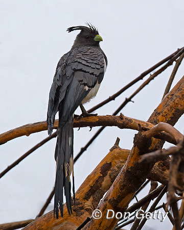 Go-away-bird