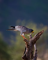 Pale Chanting Goshawk