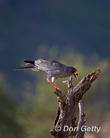 Pale Chanting Goshawk