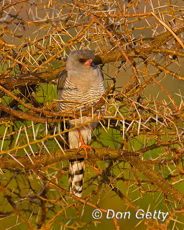 Gabar Goshawk