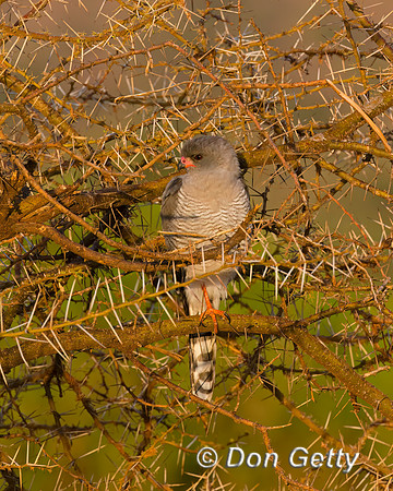 Gabar Goshawk