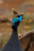 Helmeted Guineafowl