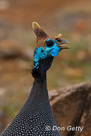 Helmeted Guineafowl