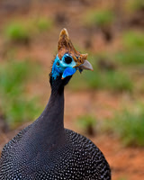 Helmeted Guineafowl