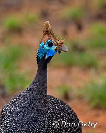 Helmeted Guineafowl