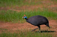 Helmeted Guineafowl