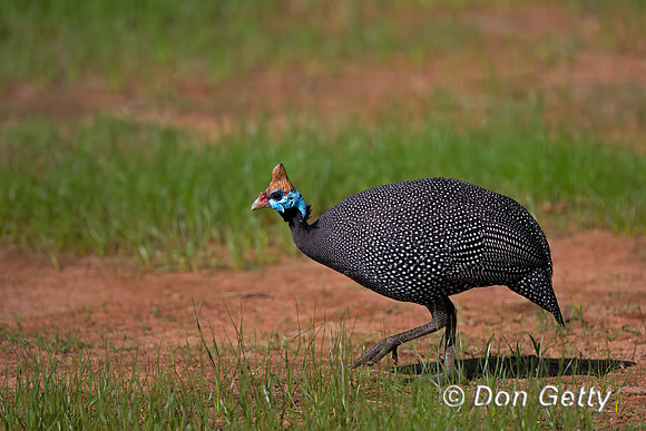 Helmeted Guineafowl