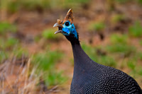 Helmeted Guineafowl