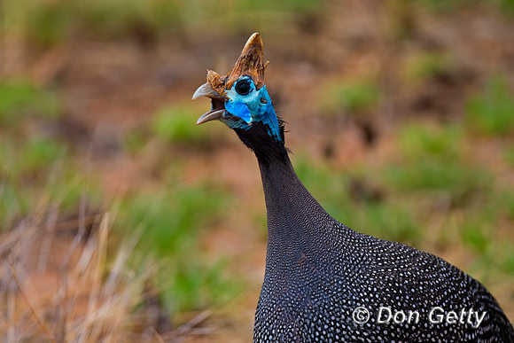 Helmeted Guineafowl