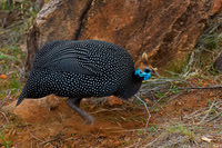 Helmeted Guineafowl