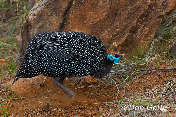 Helmeted Guineafowl