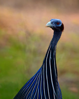 Vulturine Guineafowl