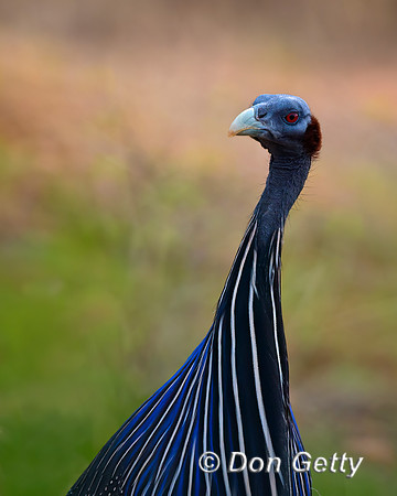 Vulturine Guineafowl