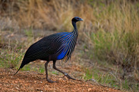 Vulturine Guineafowl