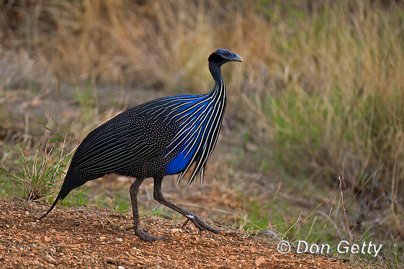 Vulturine Guineafowl