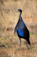 Vulturine Guineafowl