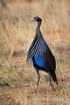 Vulturine Guineafowl