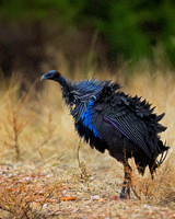Vulturine Guineafowl