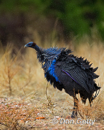 Vulturine Guineafowl