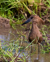 Hamerkop