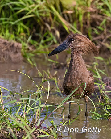 Hamerkop
