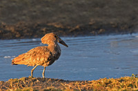Hamerkop