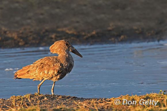 Hamerkop