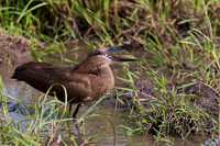 Hamerkop