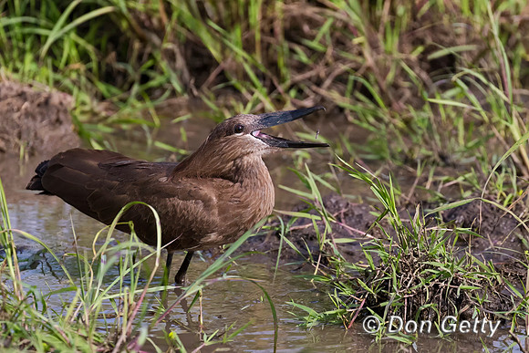 Hamerkop