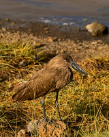 Hamerkop