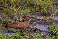 Hamerkop