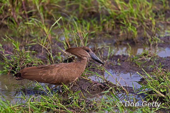 Hamerkop