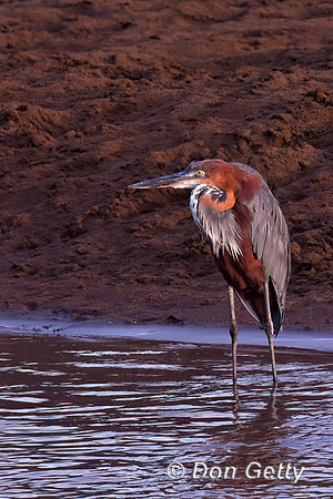 Goliath Heron
