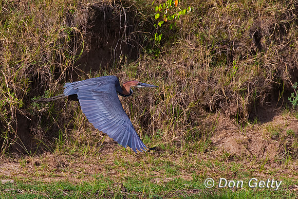 Goliath Heron