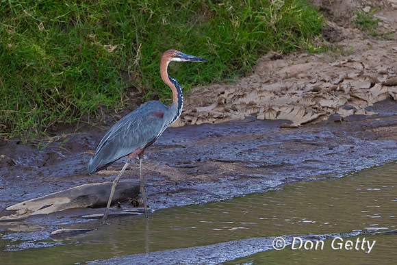 Goliath Heron