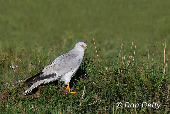 Pallid Harrier