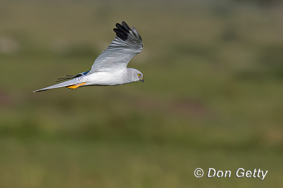 Pallid Harrier