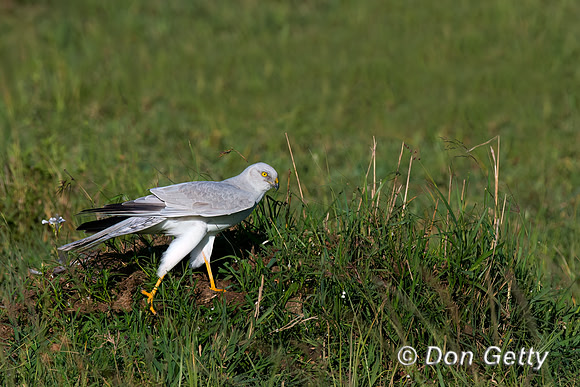Pallid Harrier