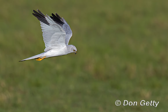 Pallid Harrier