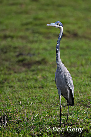 Black-headed Heron