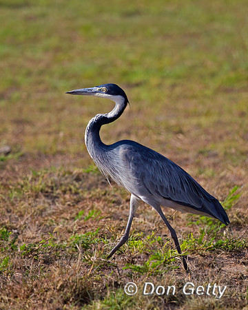 Black-headed Heron