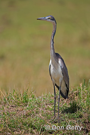 Black-headed Heron