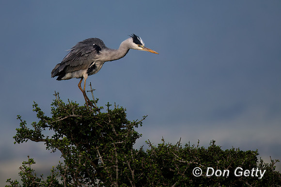 Grey Heron