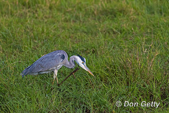 Grey Heron