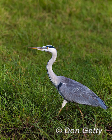 Grey Heron