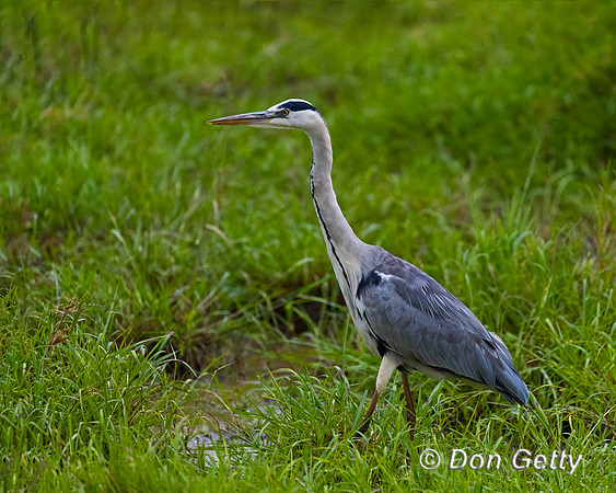 Grey Heron