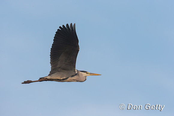 Grey Heron