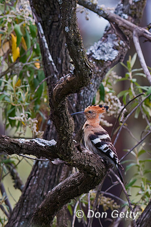 Hoopoe