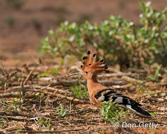 Hoopoe